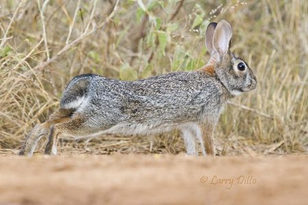 Eastern Cottontail Rabbit stretching