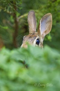 Eastern Cottontail (Sylvilagus floridanus) hiding in vegetation, summer
