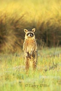 Common Raccoon (Procyon lotor) standing by marsh at sunrise, alert for danger