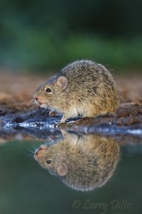 Hispid Cotton Rat reflected in pond