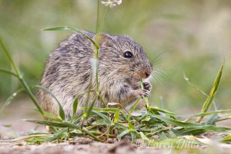 Hispid Cotton Rat feeding