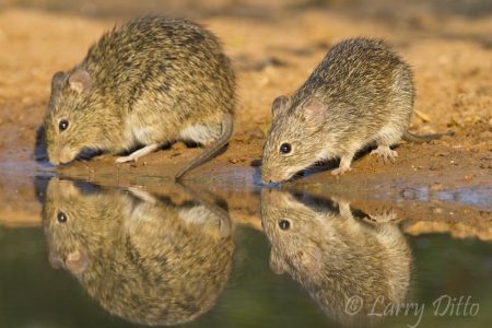 Hispid Cotton Rats drinking