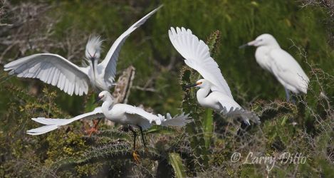 Snowy Egrets and Reddish Egret (white morph) on National Audubon's Green Island Sanctuary, Laguna Madre, Texas
