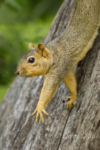 Fox Squirrel stretching