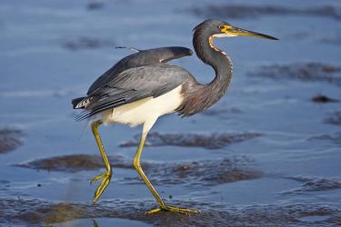 Tricolored Heron (Egretta tricolor) landing on tidal flat, Laguna Madre by South Padre Island World Birding Center