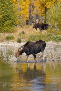 Cow moose wading