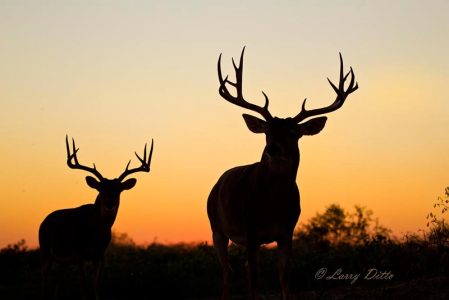 white-tailed deer bucks at Norm's, Port Mansfield
