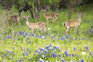 White-tailed Deer (Odocoileus virginianus) does in bluebonnets, Willow City Loop Drive, near Llano, Texas