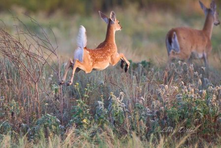 white-tailed deer, fawn jumping, Texas