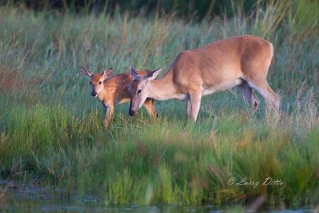 White-tailed Deer (Odocoileus virgininaus) doe and fawn drinking