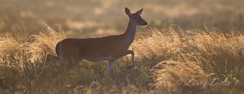 White-tailed Deer, doe in grass at sunrise