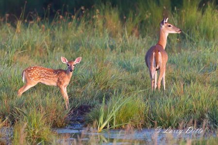Doe and fawn white-tailed deer drinking