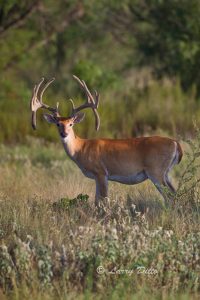 white-tailed deer, buck with drop tines