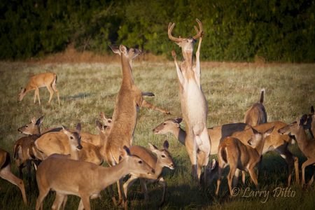 white-tailed deer feeding and fighting