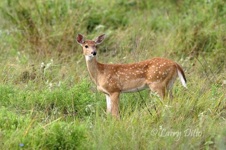 White-tailed Deer (Odocoileus virginianus) fawn, Texas