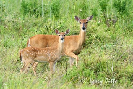 White-tailed Deer (Odocoileus virginianus) doe and fawn, mid-coastal Texas