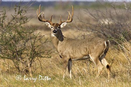 White-tailed Deer (Odocoileus virginianus) large s. Texas buck in rut