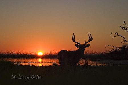 White-tailed Deer (Odocoileus virginianus) buck at sunrise, Choke Canyon State Park, Texas