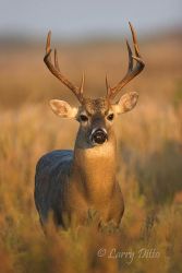 buck White-tailed Deer (Odocoileus virginianus) at Port Mansfield, Texas. Bucks coming to feeders in fall and winter. Many wildlife watchers are attracted to Port Mansfield throughout the year to see deer, turkey and wild hogs that attracted to feeders scattered about the town.