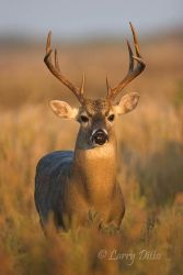 buck White-tailed Deer (Odocoileus virginianus) at Port Mansfield, Texas. Bucks coming to feeders in fall and winter. Many wildlife watchers are attracted to Port Mansfield throughout the year to see deer, turkey and wild hogs that attracted to feeders scattered about the town.