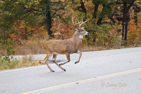 deer crossing