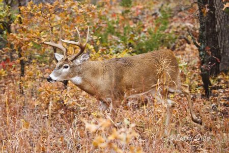 white-tailed deer, buck in autumn