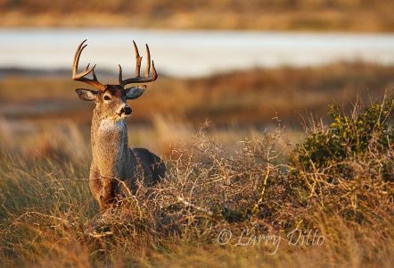 White-tailed buck at sunrise