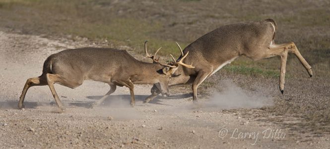 White-tailed Deer, bucks fighting, December