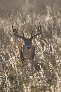 White-tailed Deer (Odocoileus virginianus) buck in bluestem grass, s. Texas