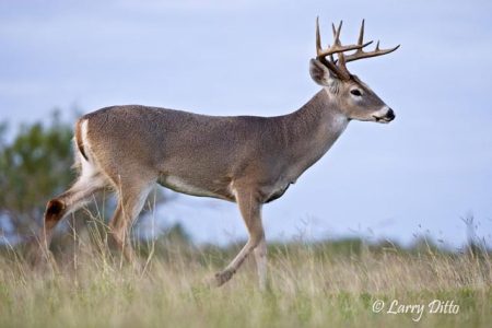 White-tailed Deer (Odocoileus virginianus) buck, s. Texas, December