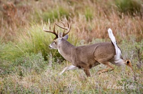 White-tailed Deer (Odocoileus virginianus) buck, s. Texas, December
