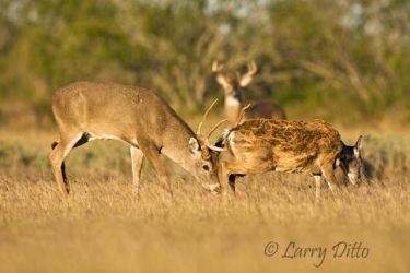 White-tailed Deer (Odocoileus virginianus) big buck pushing doe in estrus as second buck watches from a distance, s. Texas