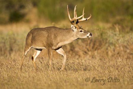 white-tailed deer (Odocoileus virginianus) buck trailing doe, s. Texas, winter