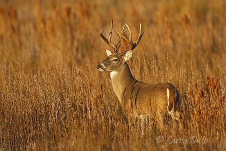 white-tailed deer (Odocoileus virginianus) buck in coastal prairie, s. Texas coast
