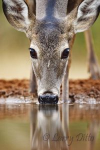 White-tailed Deer drinking at s. Texas ranch pond
