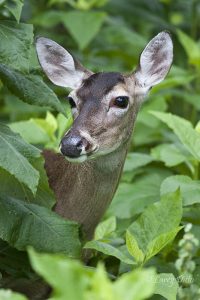 doe white-tailed deer