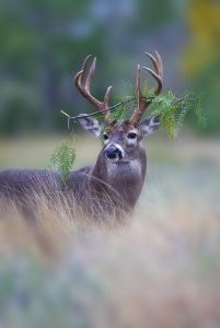 white-tailed deer