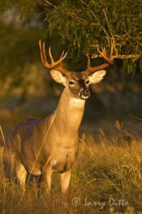 White-tailed Deer (Odocoileus virginianus) buck at sunrise, s. Texas, autumn