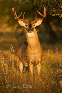 White-tailed Deer (Odocoileus virginianus) buck at sunrise, s. Texas, autumn