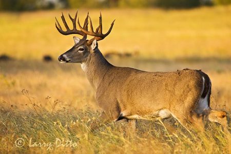 White-tailed Deer (Odocoileus virginianus) buck at sunrise, s. Texas, autumn