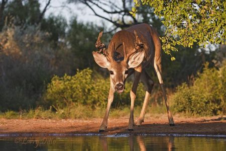 deer drinking