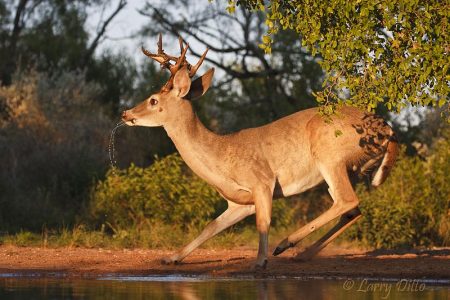 Bolting white-tail buck, s. Texas