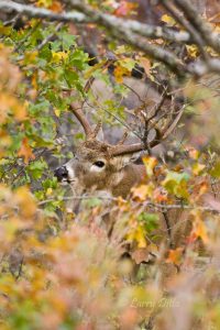 white-tailed deer, Oklahoma