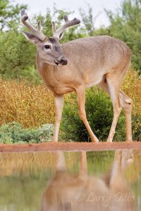 white-tailed deer at Beto's pond