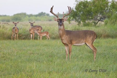 White-tailed Deer, does, fawn and buck in velvet