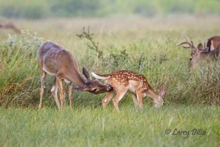 White-tailed Deer, doe cleaning fawn
