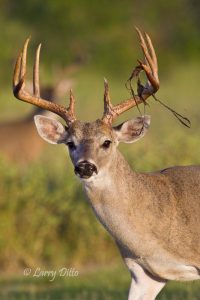 White-tailed Deer,buck shedding velvet