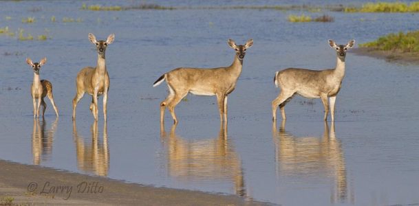 White-tailed Deer, fawn and does crossing a shallow pond