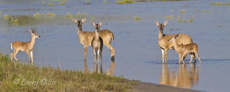 White-tailed Deer, does and fawns wading in pond
