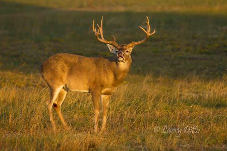 White-tailed Deer, buck scenting doe in estrus, s. Texas